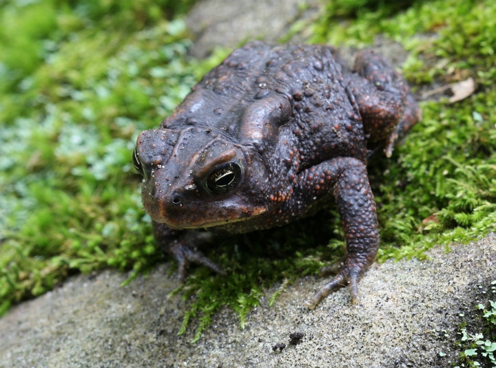 American Toad